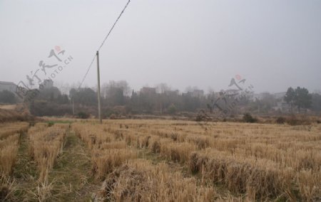 冬天的稻田图片