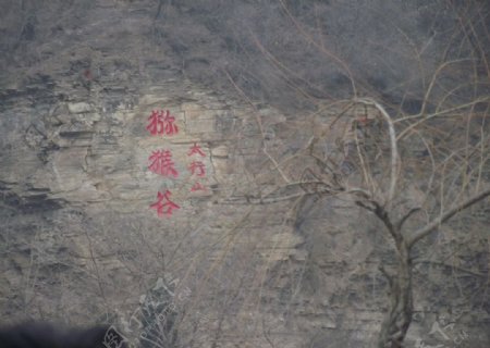 云台山猕猴谷图片
