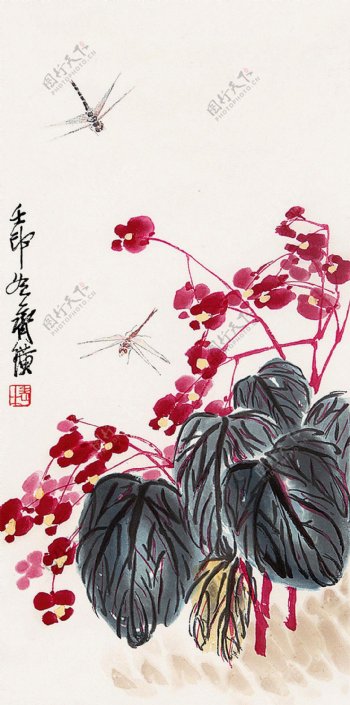 蜻蜓海棠图片