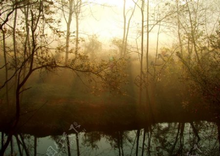 晨光树林图片