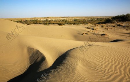 金沙漠图片
