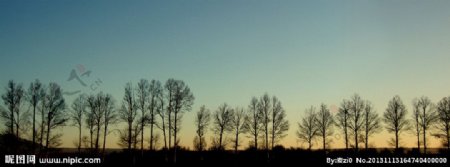 黄昏的树影图片