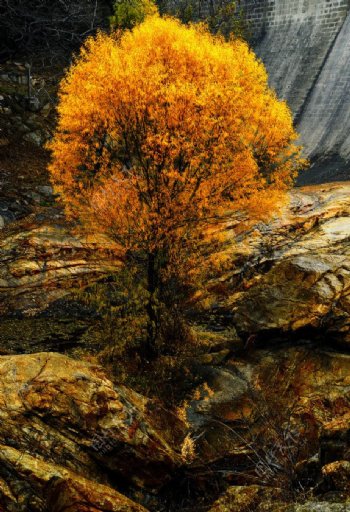 秋天里的一棵树图片