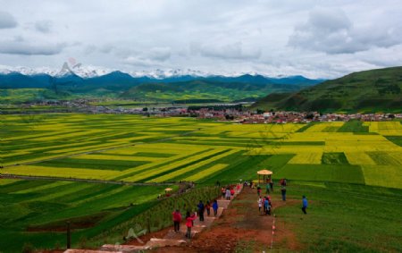 门源油菜花图片