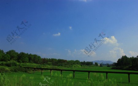 乡村稻田风景图片