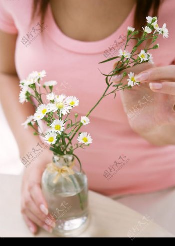 女人和白菊花图片