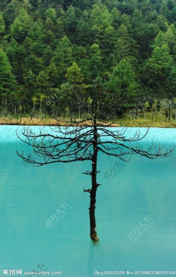 玉龙雪山湖中枯树图片