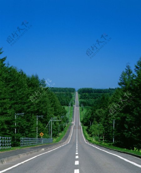 公路与树林风景图片