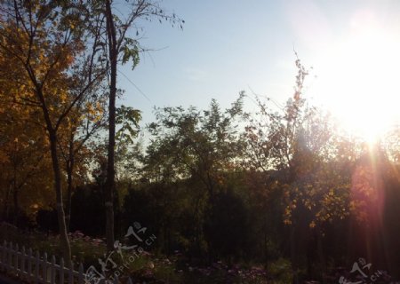 阳光下的枫树图片