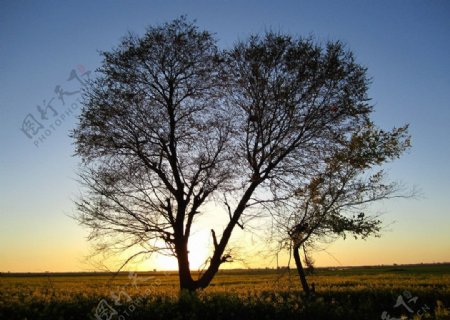 落日树影图片