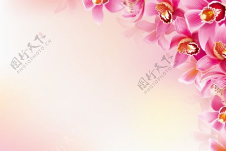 美丽兰花装饰背景图片