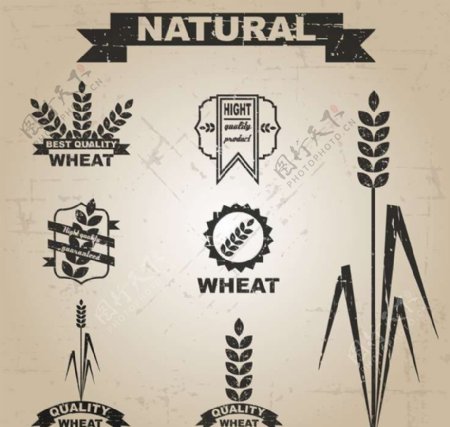 有机食品食物图标图片