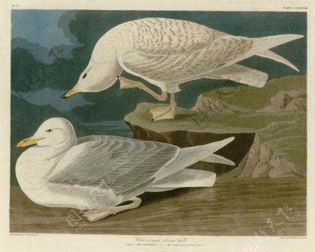 白翅海鸥图片