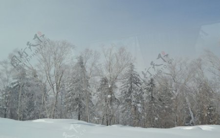 林海雪原图片