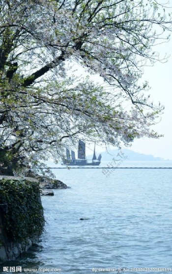 太湖樱花图片