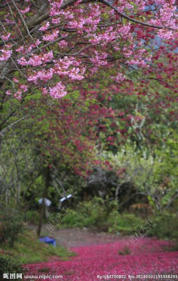 櫻花林图片
