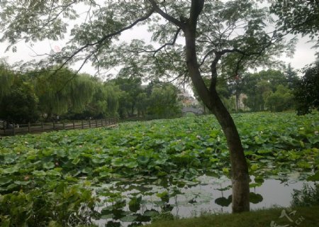 高淳畔池园图片