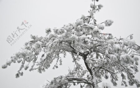 雪松图片