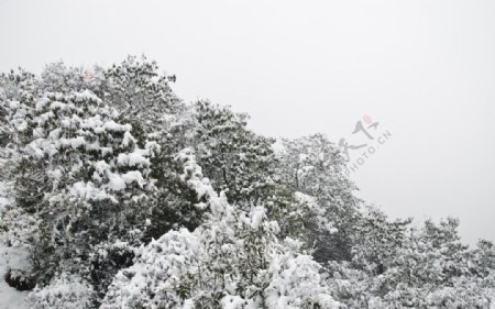 森林雪景图片