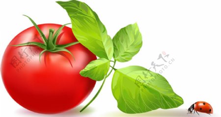 西红柿矢量素材图片