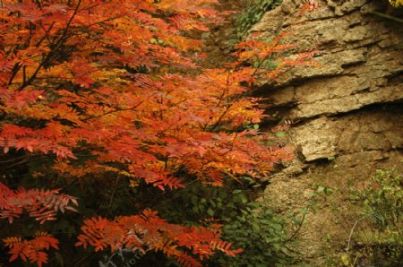 松山秋景红叶图片