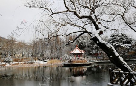 青岛的雪景图片