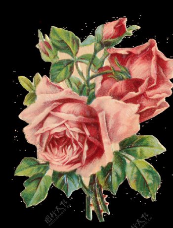 复古玫瑰花图片