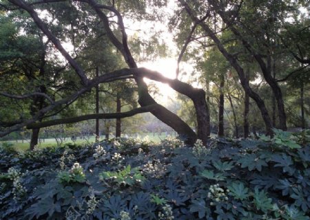 早晨的树林图片