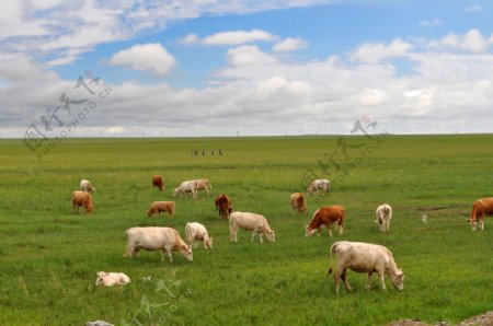 草原牛羊图片