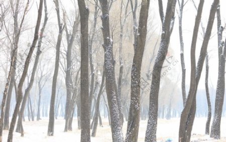 冬日大树雪景图图片