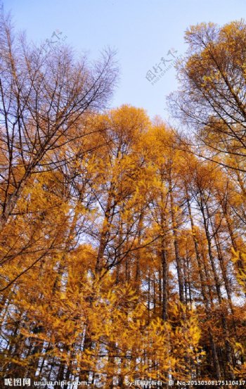 秋天金黄树叶图片