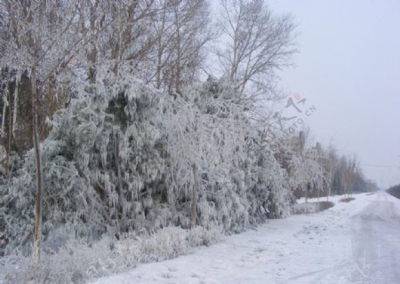 冰雪雾凇图片