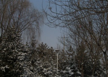 雪后的罗家坪公园图片