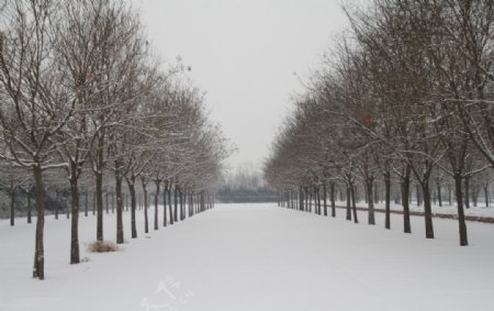 雪后的树木图片
