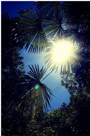 逆光棕榈树图片