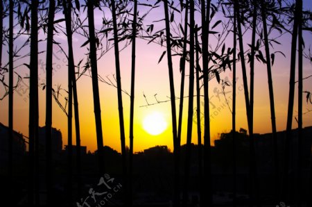 竹林落日图片