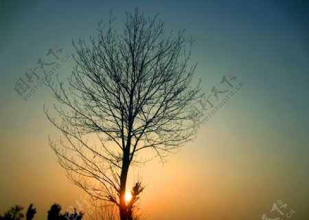 树影夕阳图片
