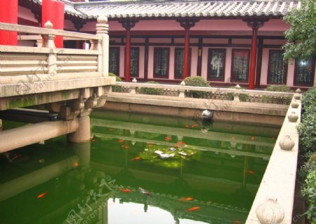 寒山寺放生池鲤鱼图片