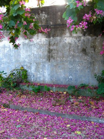 落满地的紫荆花图片