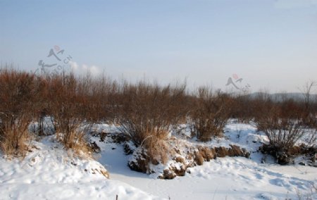 冬天雪地和树林图片