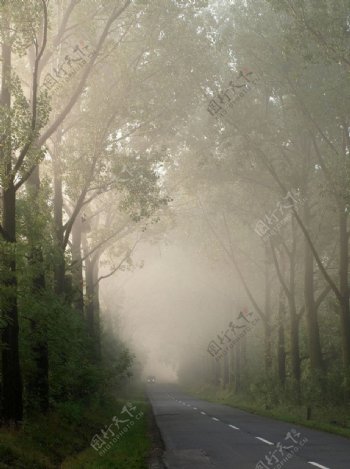 晨雾森林图片
