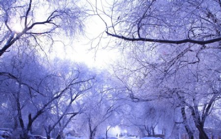 冬景树挂图片