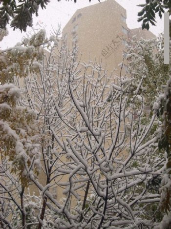 雪景树枝高楼图片