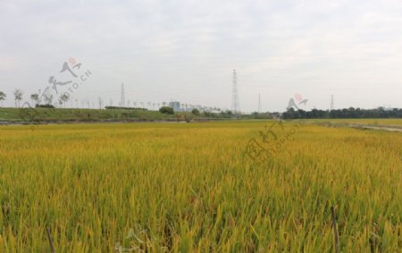 丰收的水稻田图片