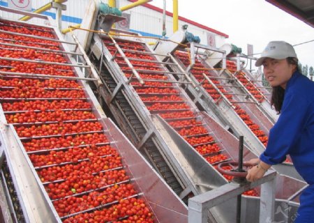 新疆番茄图片