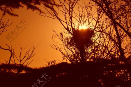 太阳落在鸟巢里图片