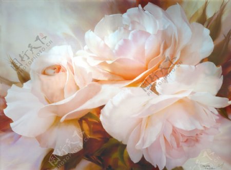 花卉粉玫瑰图片
