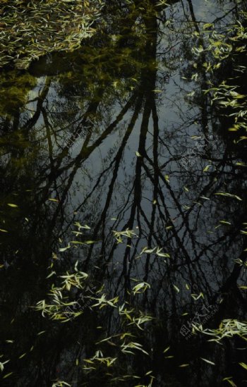树影倒映湖中图片