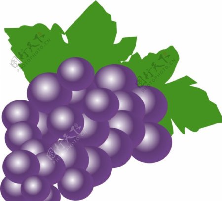 葡萄水果CDR矢量图图片