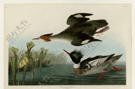 红胸秋沙鸭图片